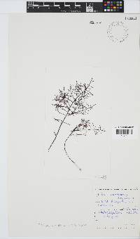 Gelidium abbottiorum image