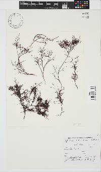 Gelidium abbottiorum image