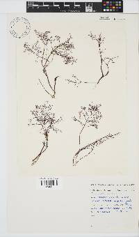 Gelidium abbottiorum image