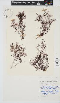 Gelidium abbottiorum image