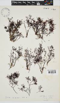 Gelidium abbottiorum image