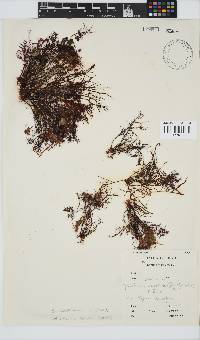 Gelidium abbottiorum image