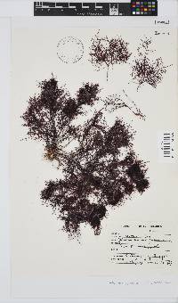 Image of Gelidium amansii