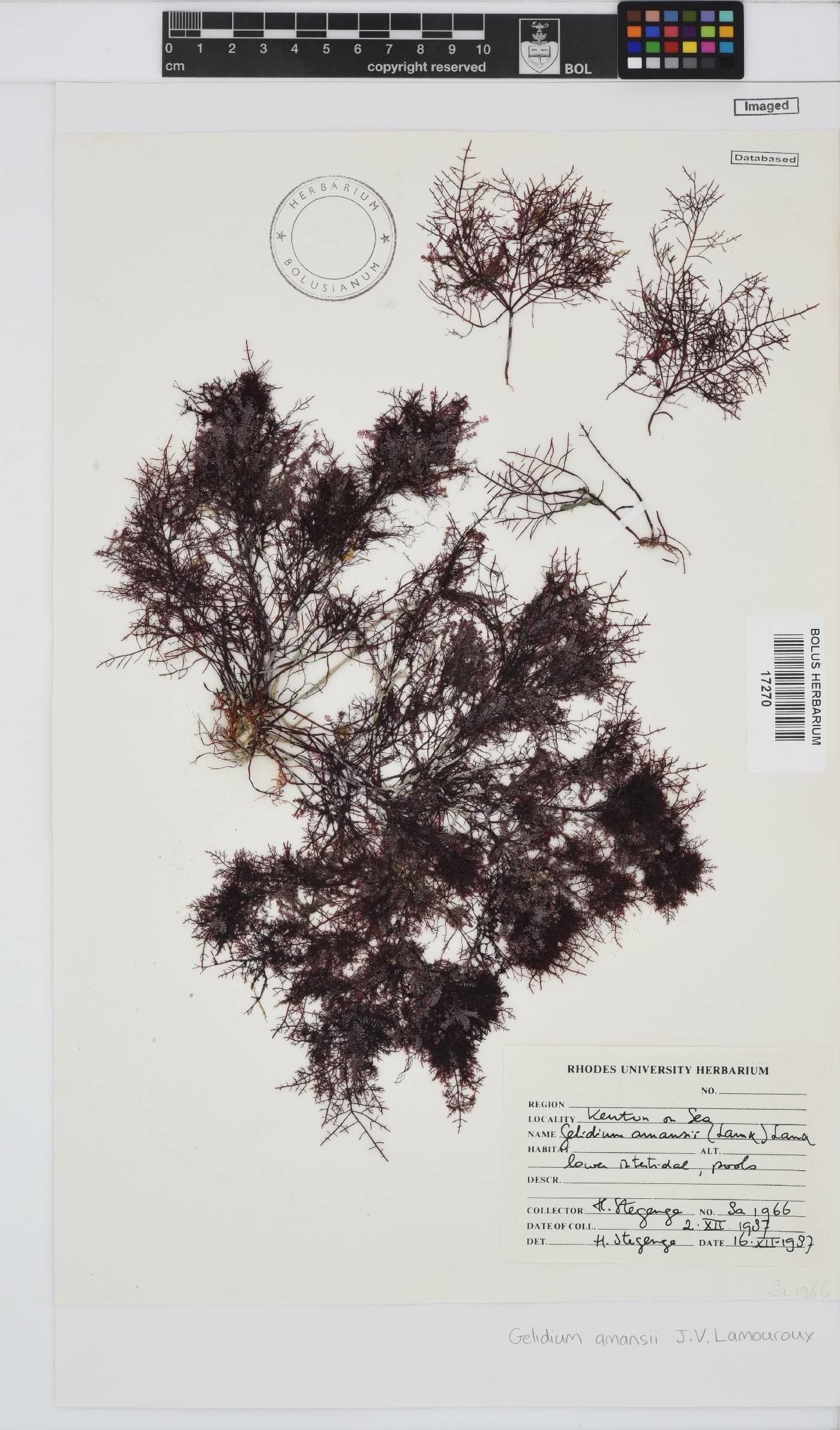 Gelidium amansii image
