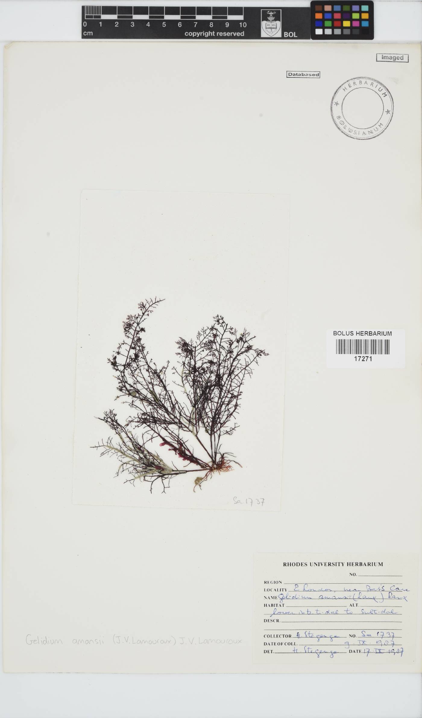 Gelidium amansii image
