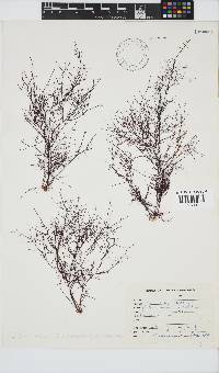 Gelidium amansii image