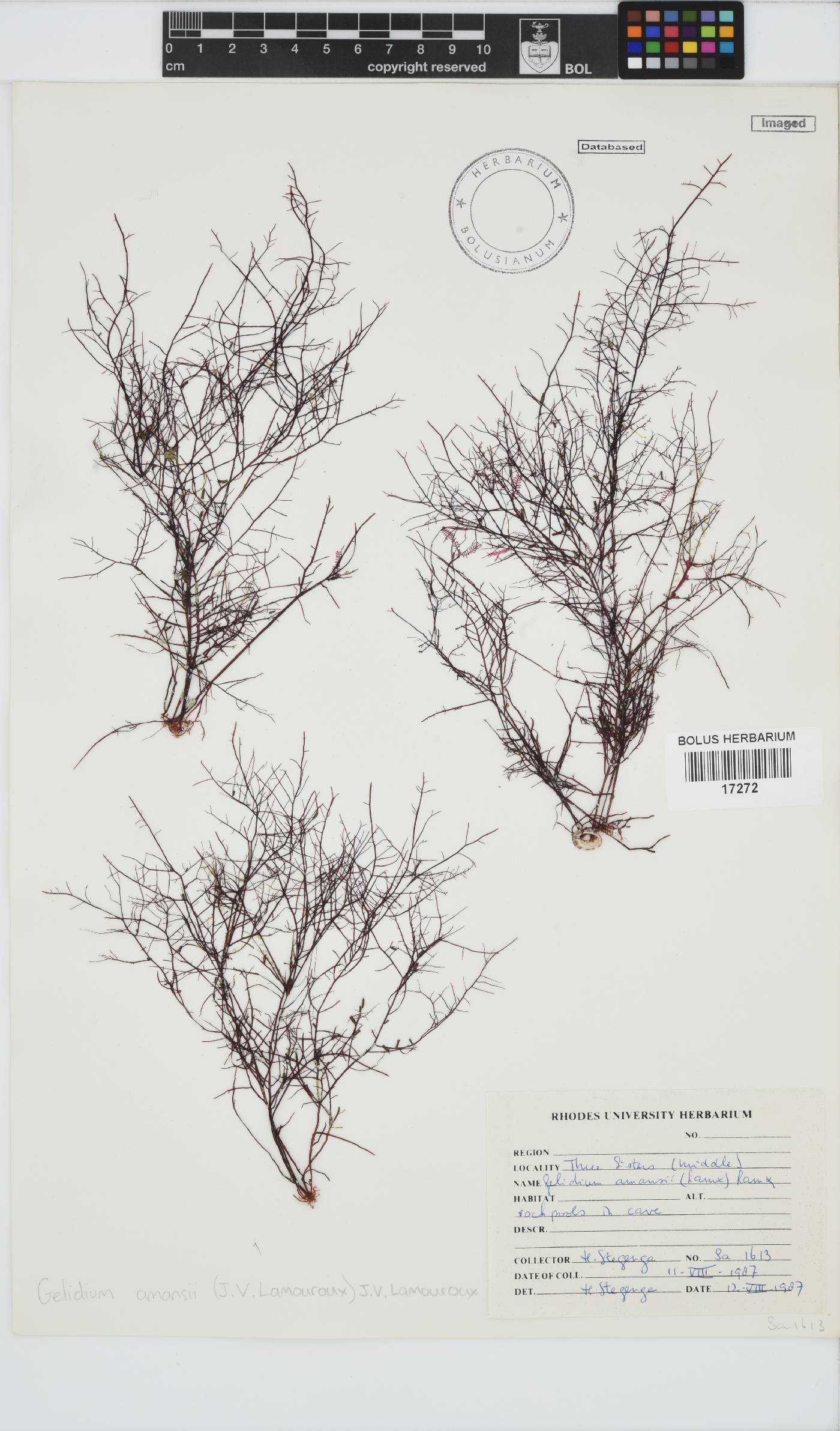 Gelidium amansii image
