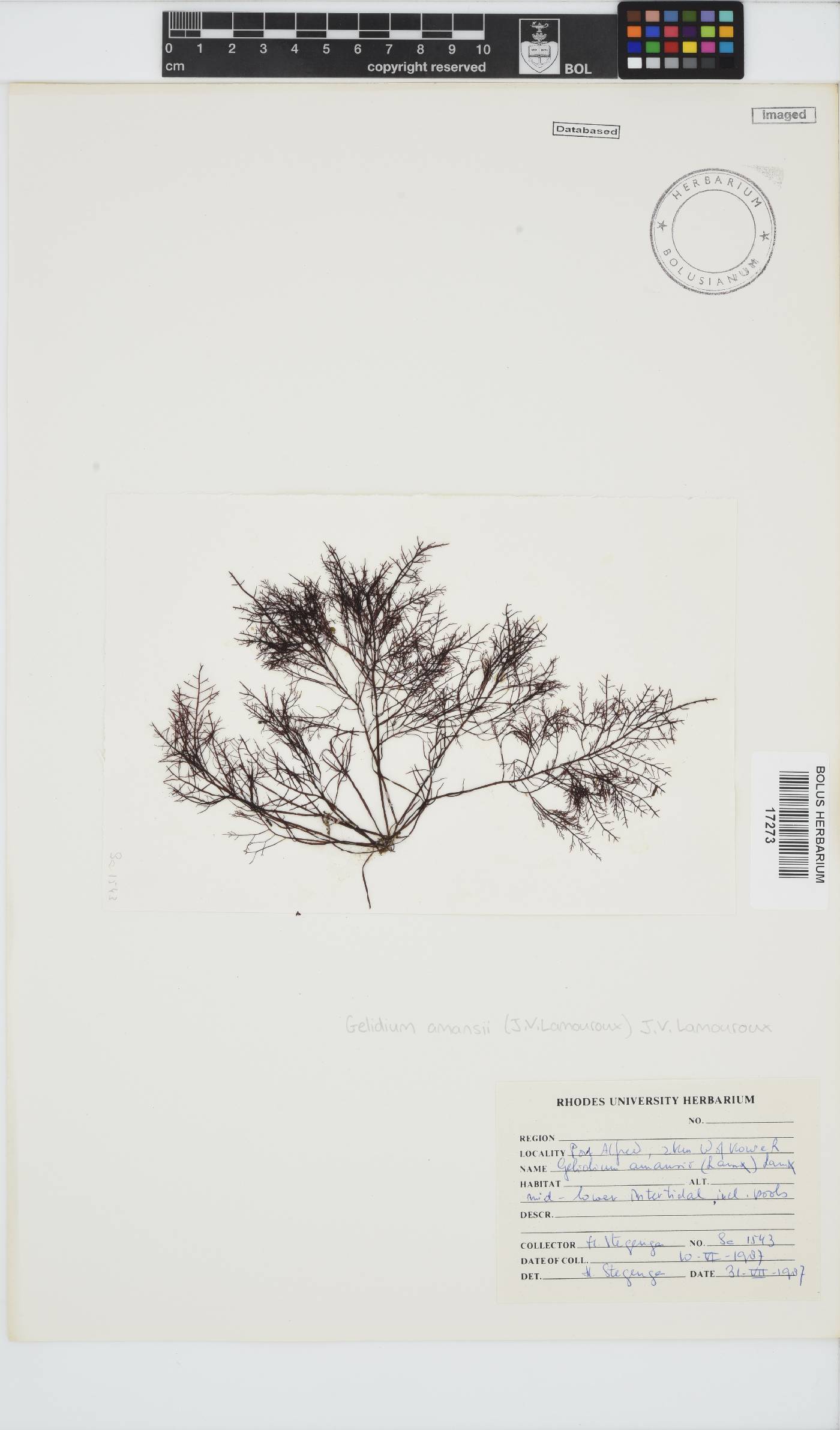 Gelidium amansii image