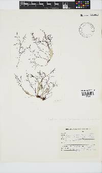 Gelidium amansii image