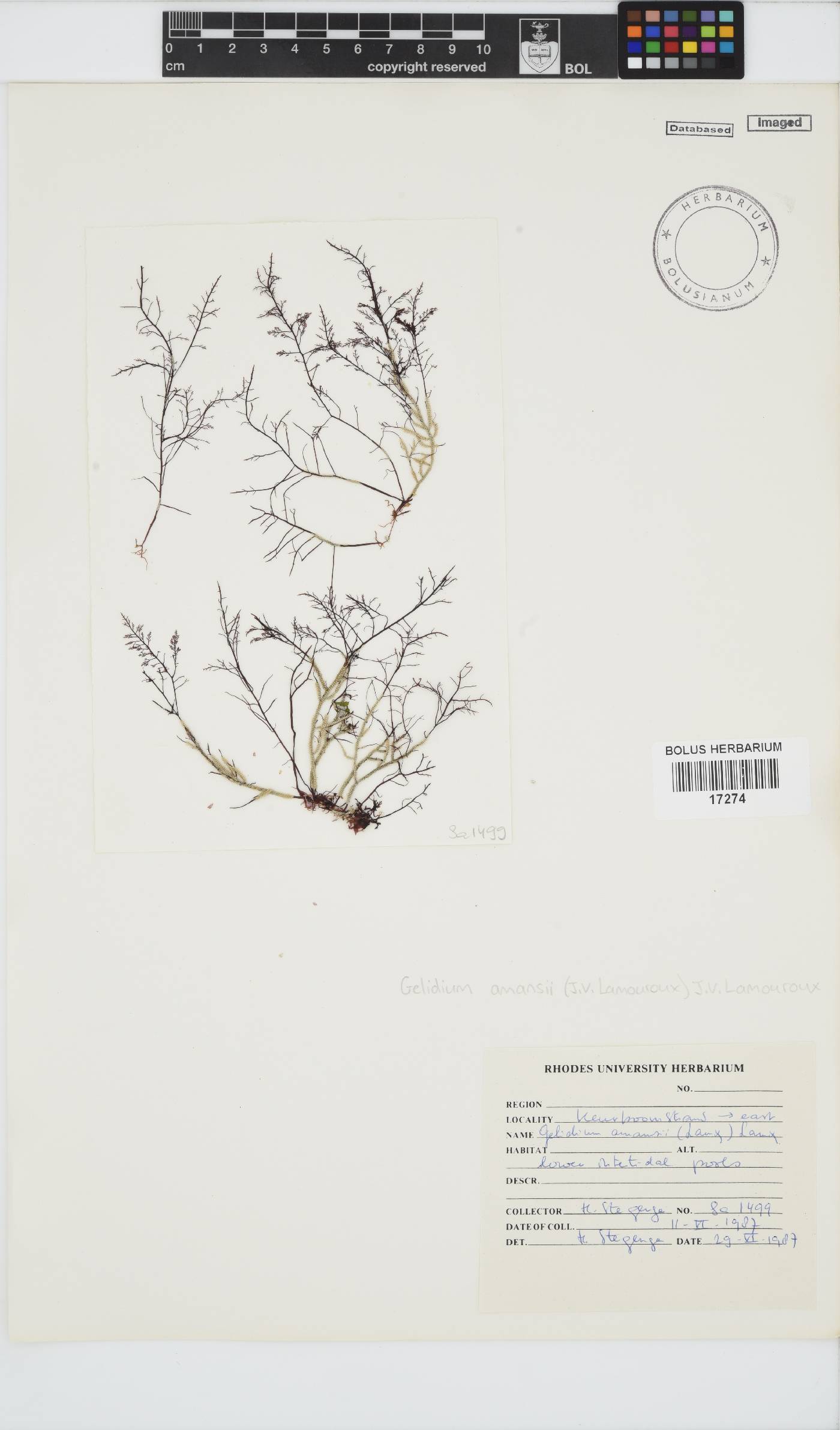 Gelidium amansii image