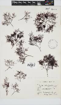 Gelidium amansii image