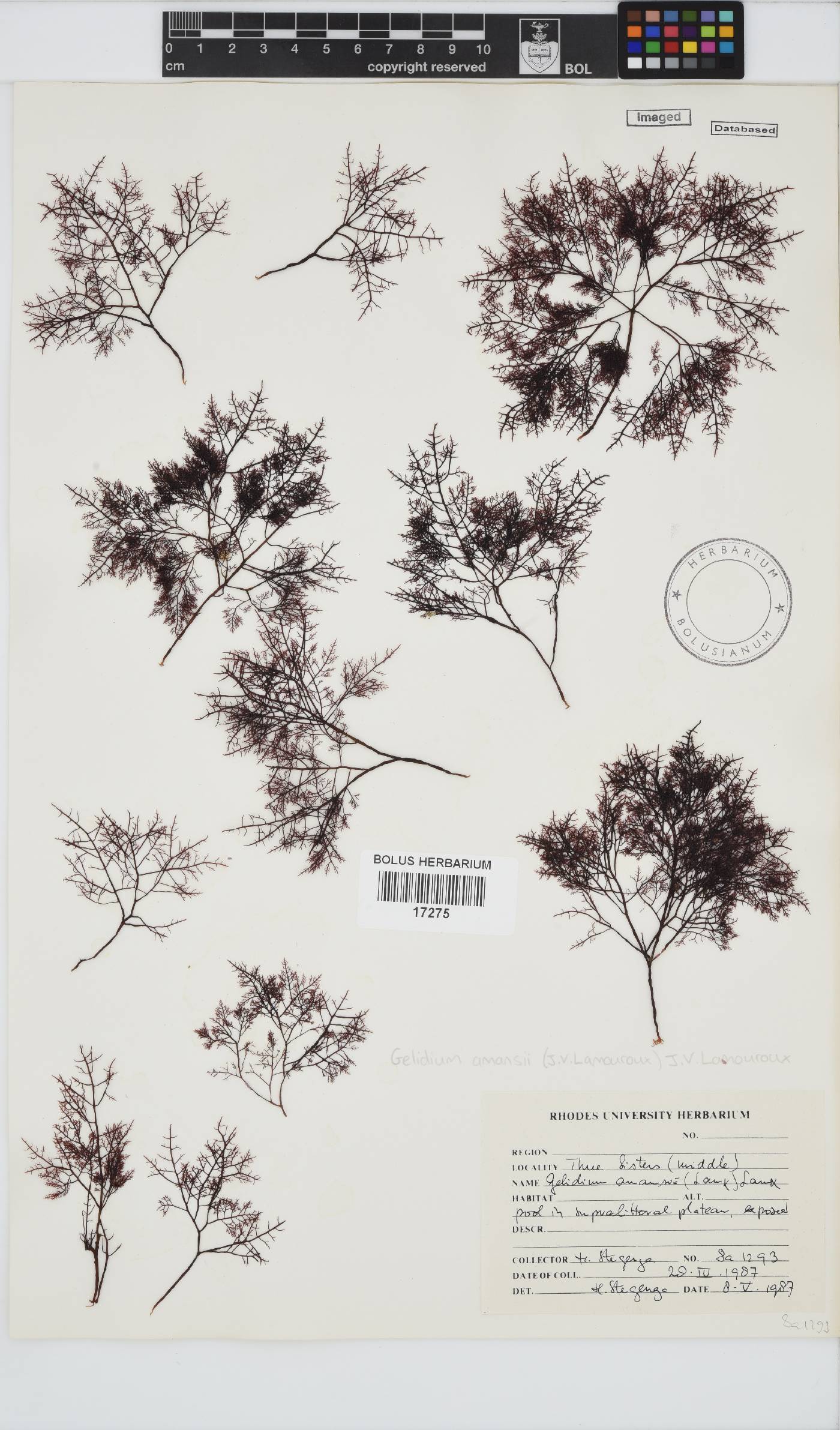 Gelidium amansii image