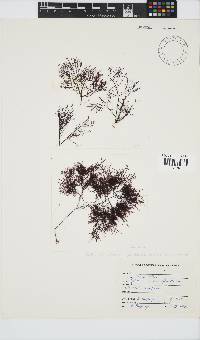 Gelidium amansii image