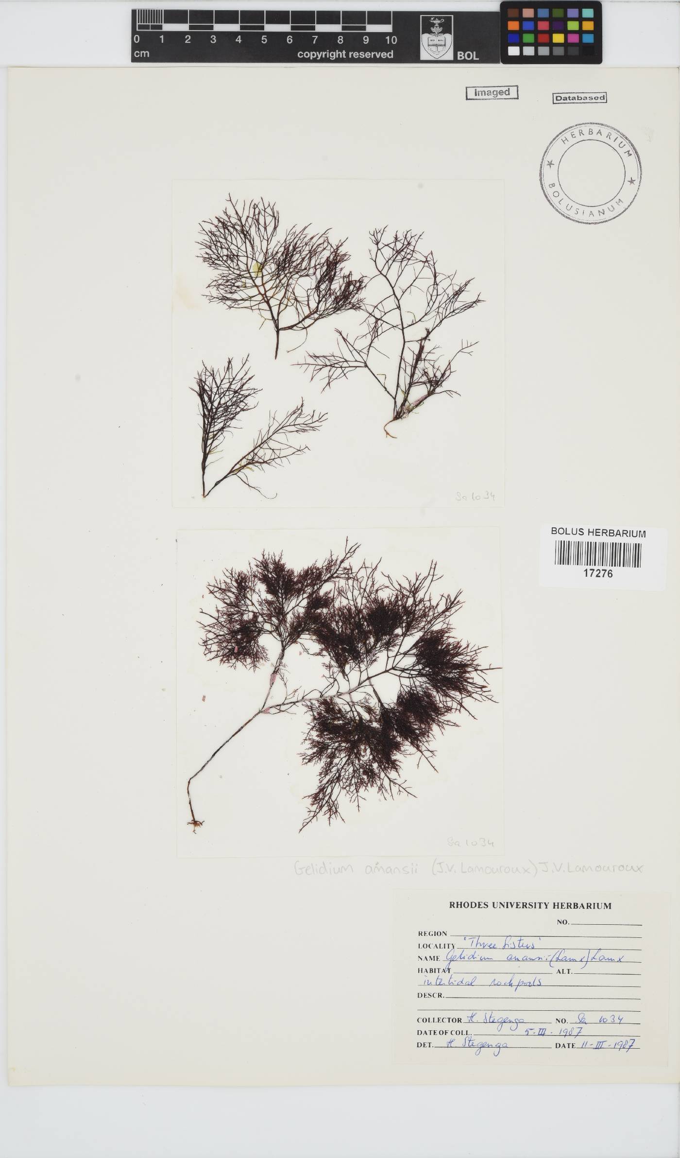 Gelidium amansii image