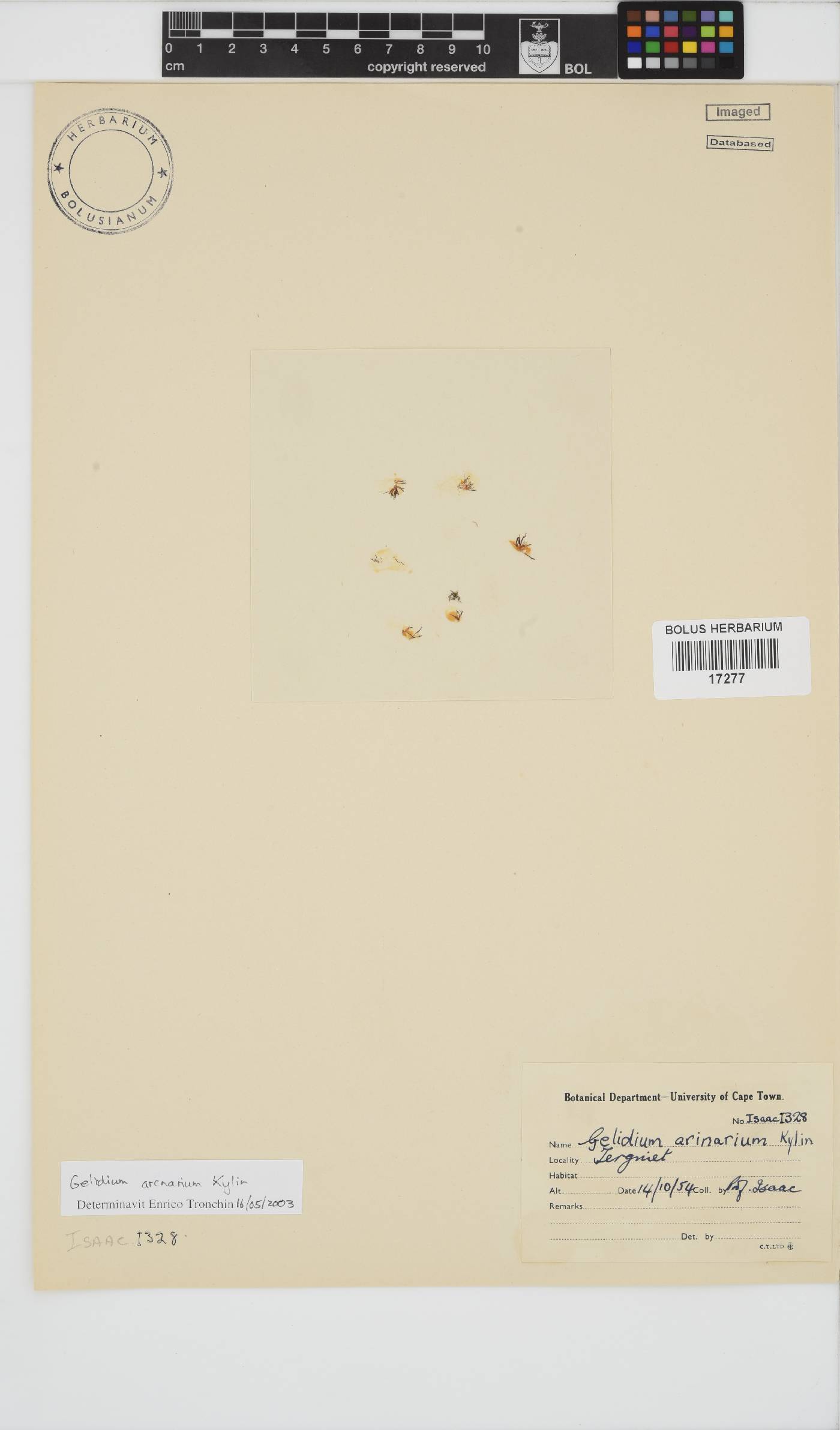 Gelidium arenarium image