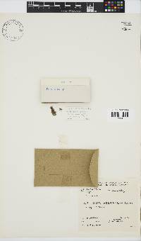 Gelidium arenarium image
