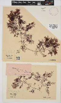 Image of Gelidium asperum