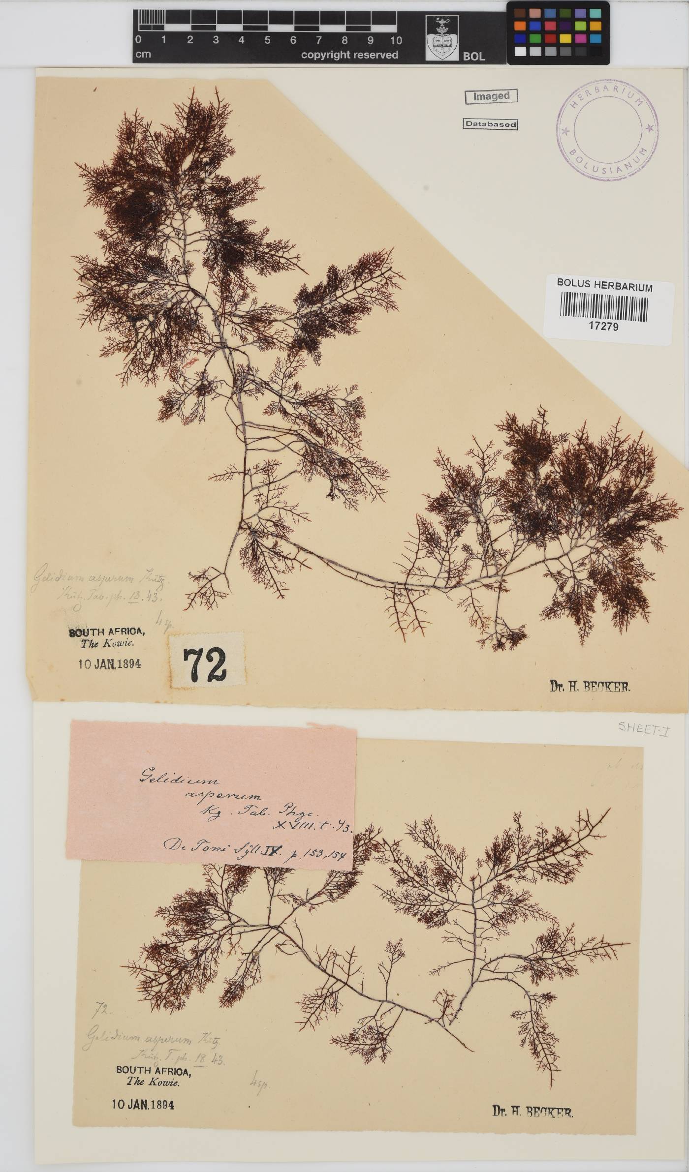 Gelidium asperum image