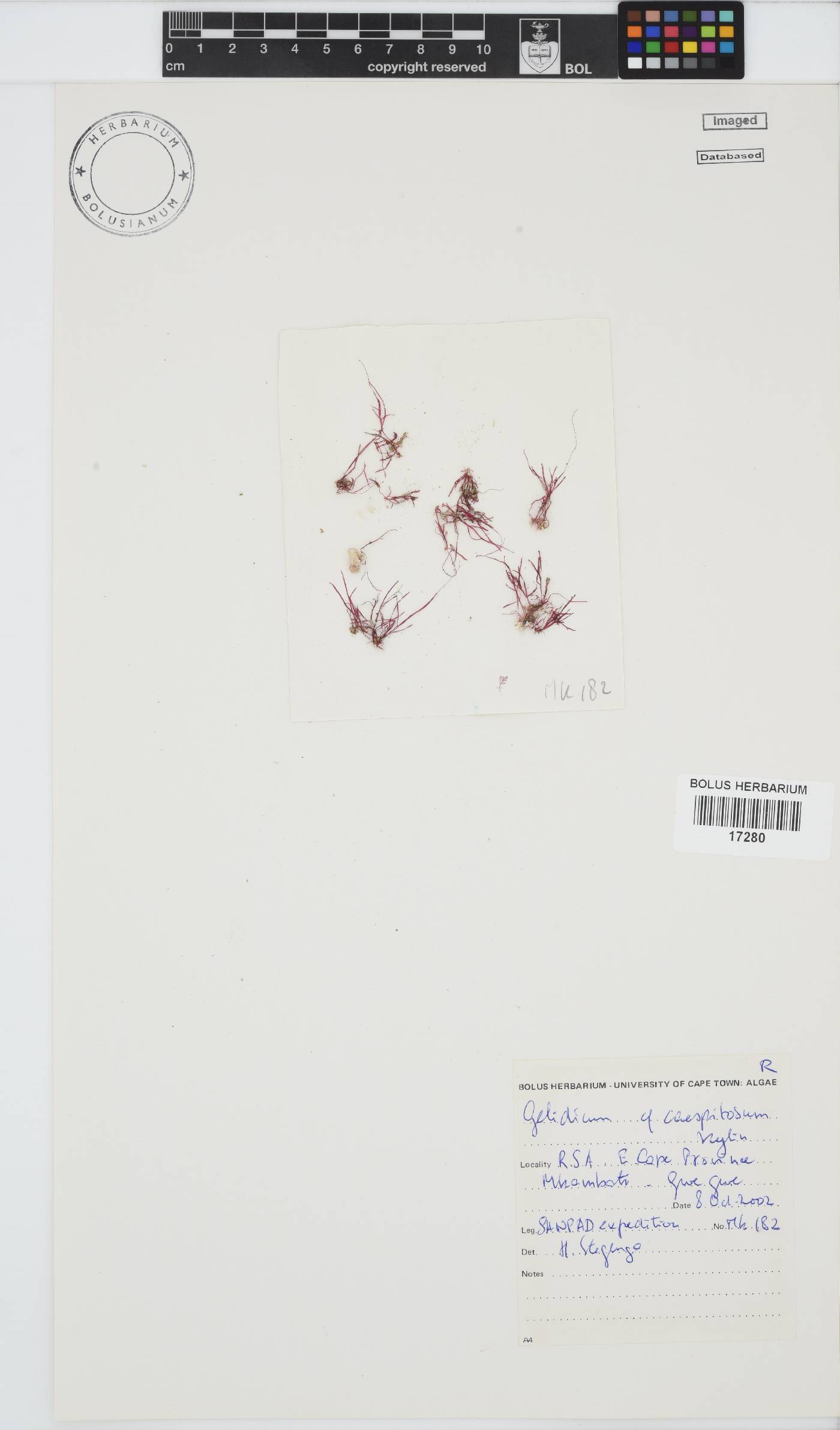 Pterocladiella caespitosa image