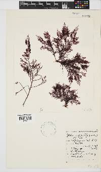 Image of Gelidium capense