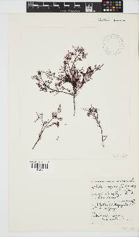 Gelidium capense image