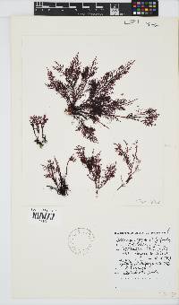 Gelidium capense image