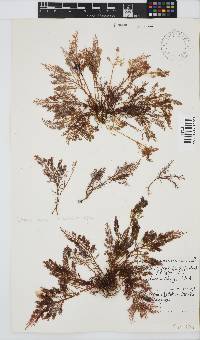 Gelidium capense image