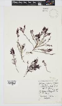 Gelidium capense image