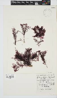 Gelidium capense image