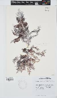 Gelidium capense image