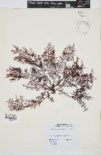 Gelidium capense image