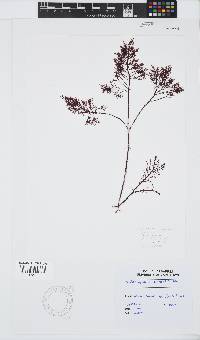 Gelidium capense image