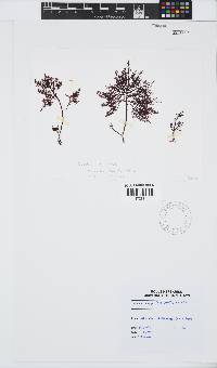 Gelidium capense image