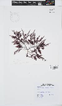 Gelidium capense image