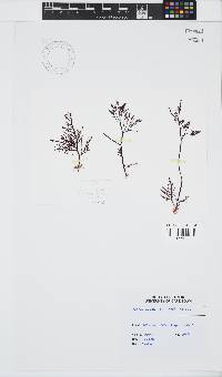 Gelidium capense image