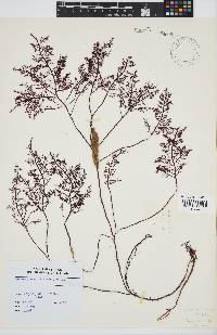 Gelidium capense image