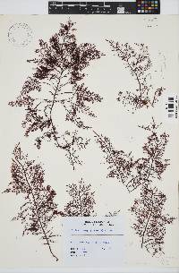 Gelidium capense image