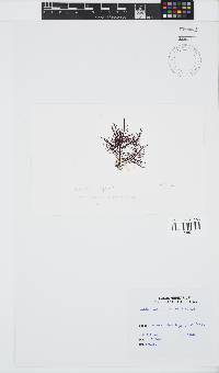 Gelidium capense image