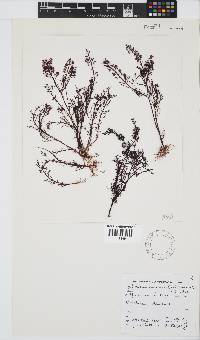 Gelidium capense image