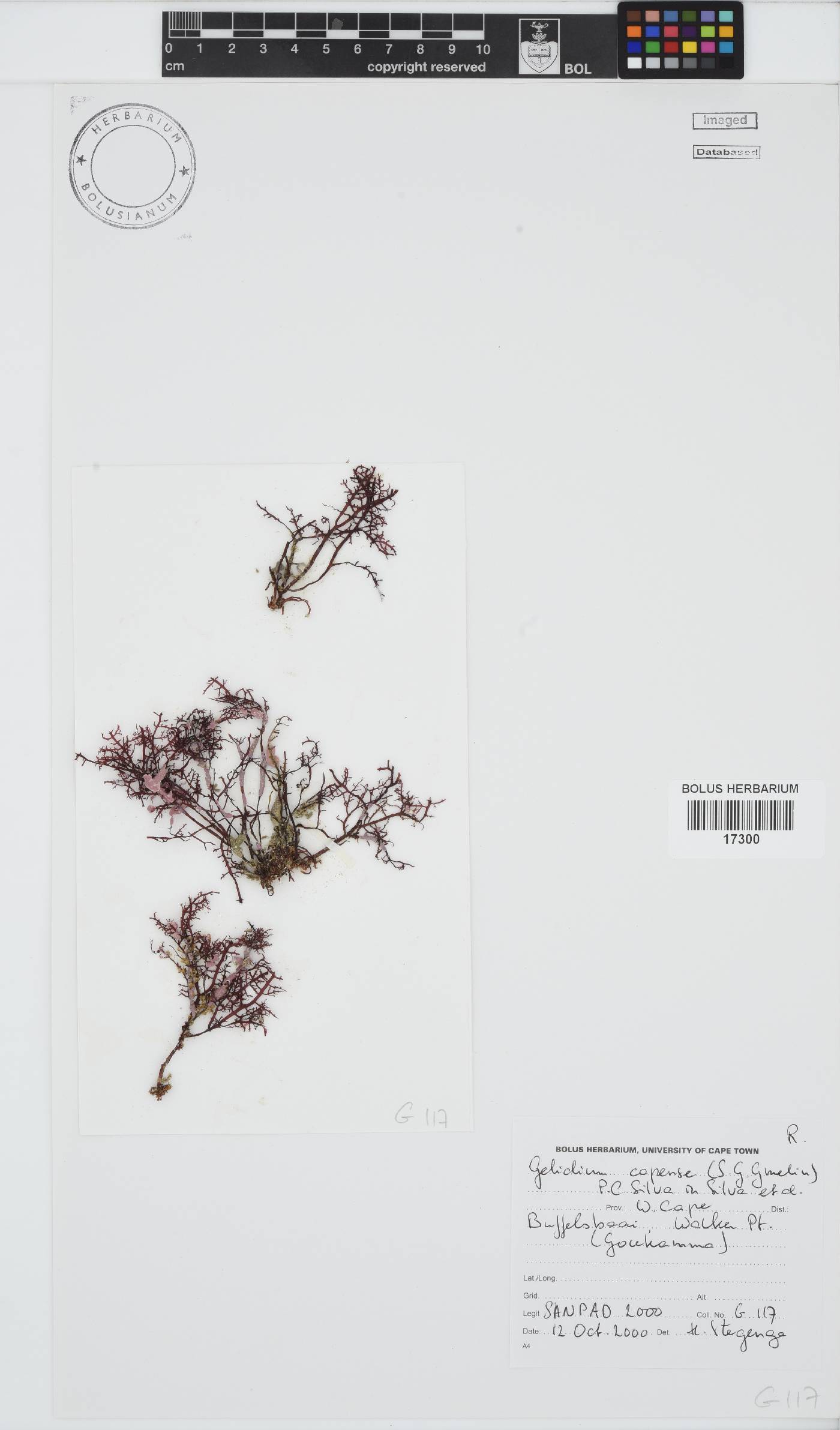 Gelidium capense image