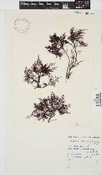 Gelidium capense image