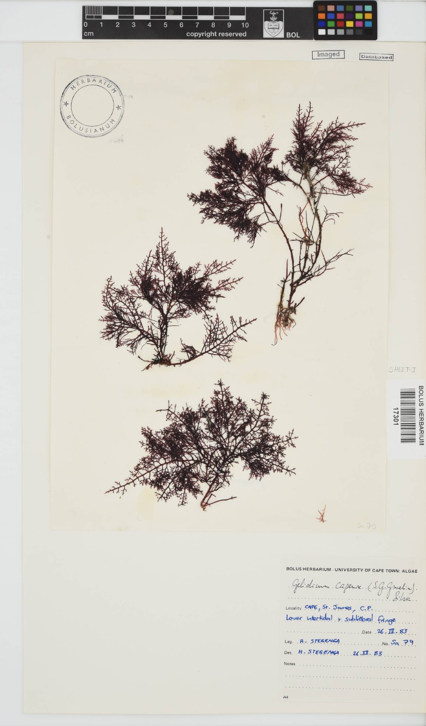 Gelidium capense image
