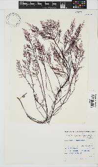 Gelidium capense image
