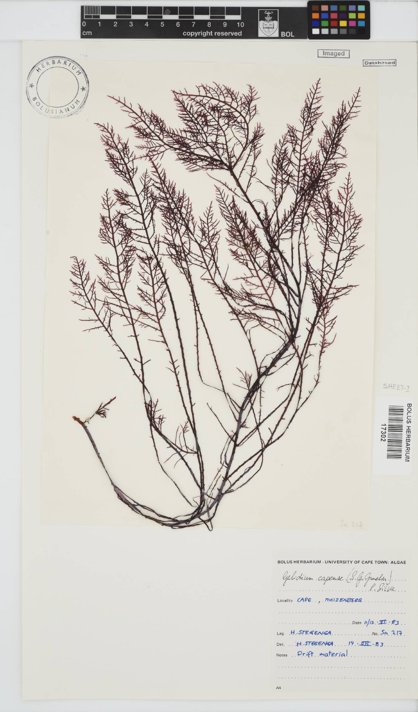 Gelidium capense image