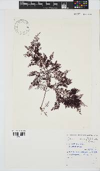 Gelidium capense image