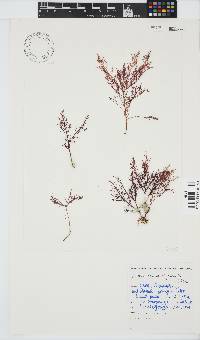 Gelidium capense image