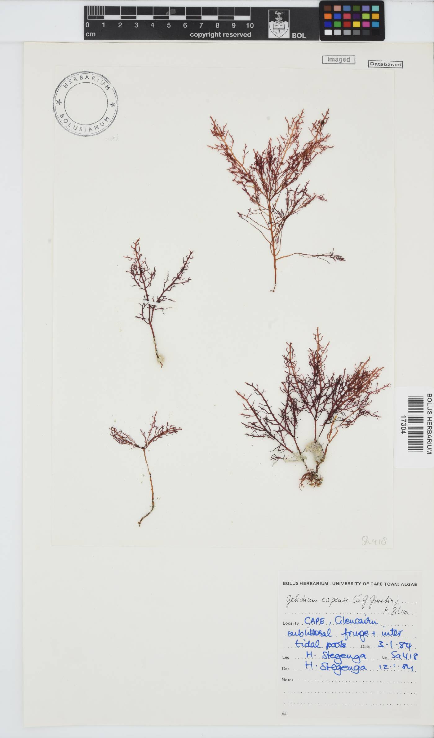 Gelidium capense image