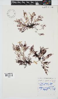 Gelidium capense image