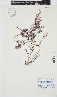 Gelidium capense image