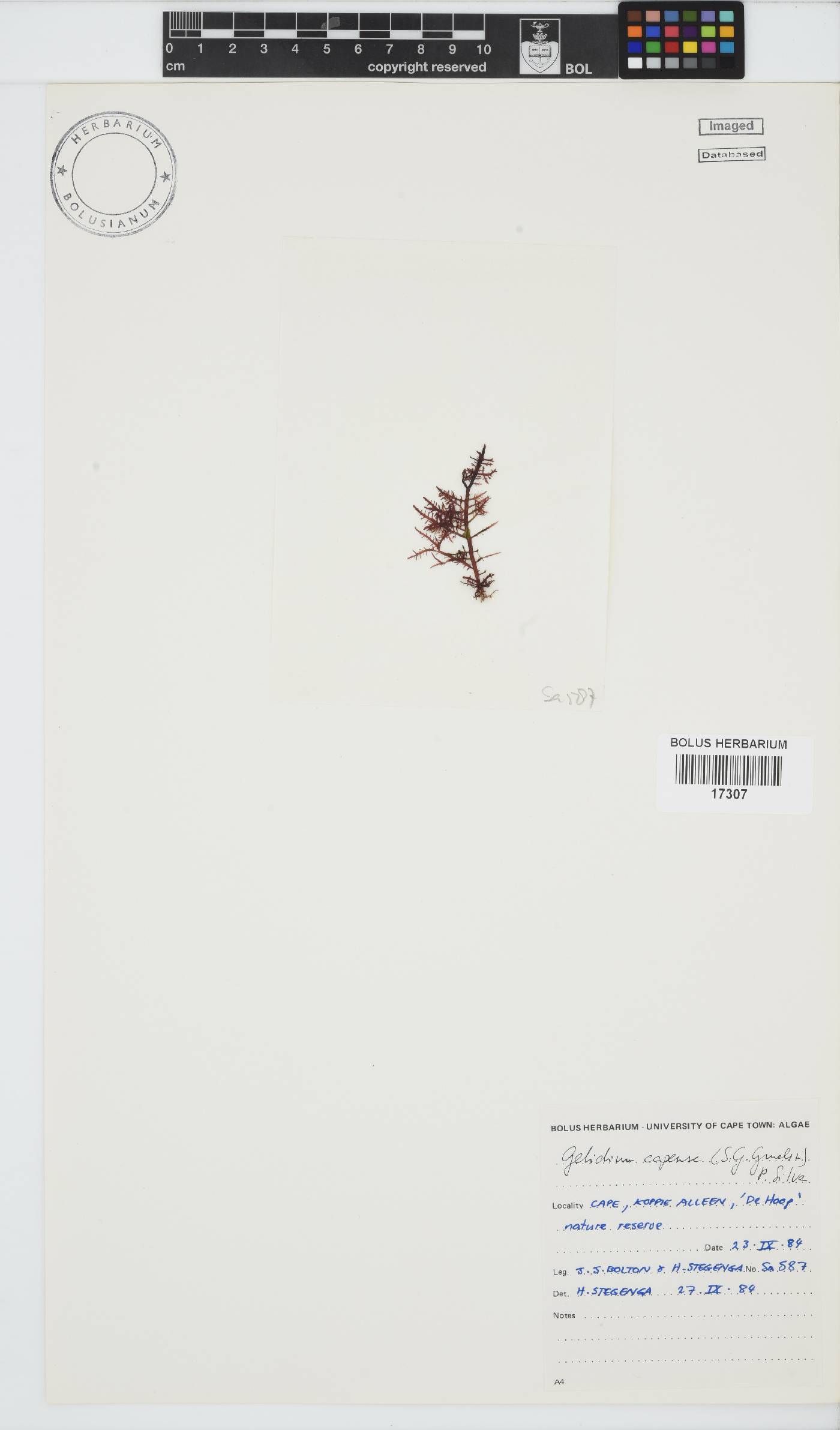 Gelidium capense image
